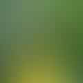 vegetable oil