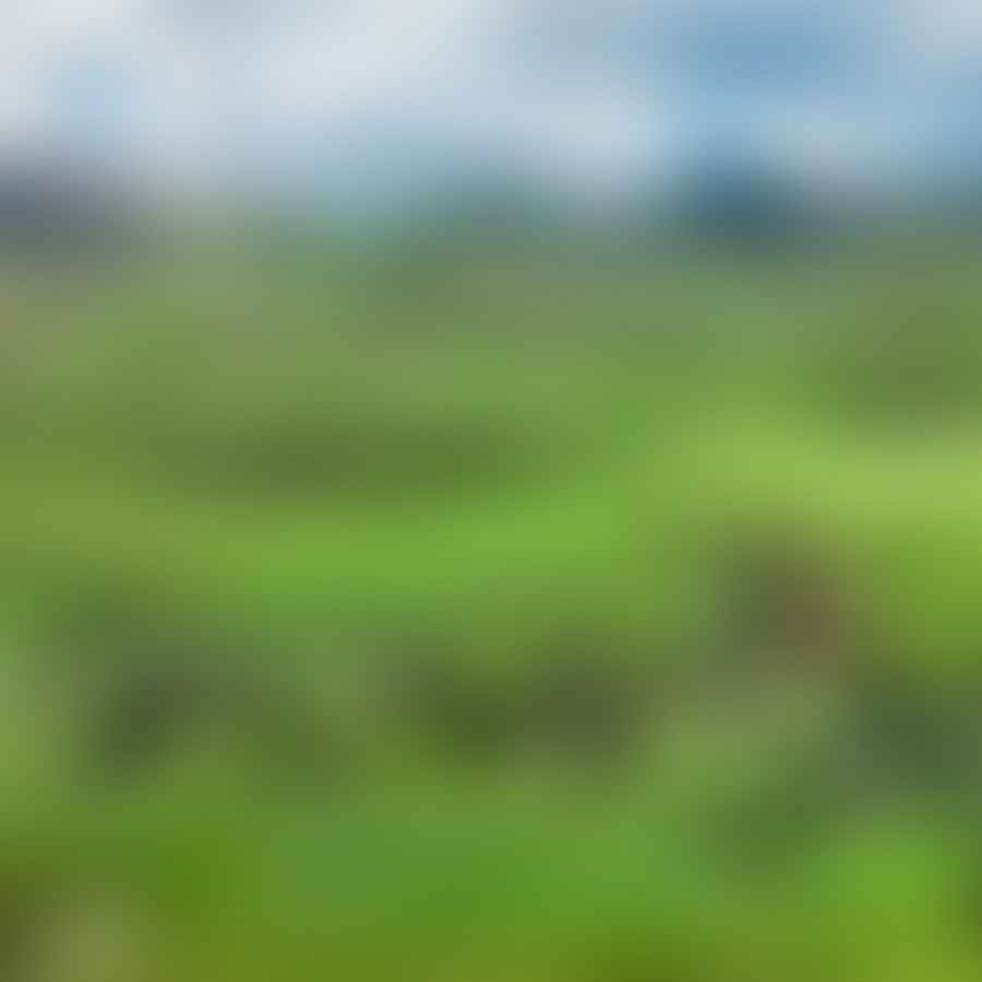 Cows grazing in the lush green pastures of Wisconsin, contributing to the distinct taste of American cheese